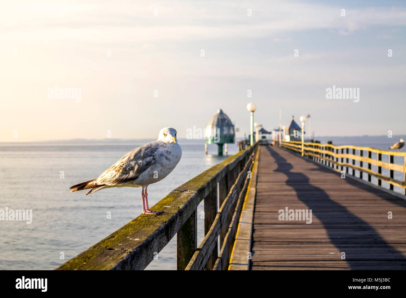 Germania, Groemitz, Seagull sulla ringhiera del ponte del mare Foto Stock