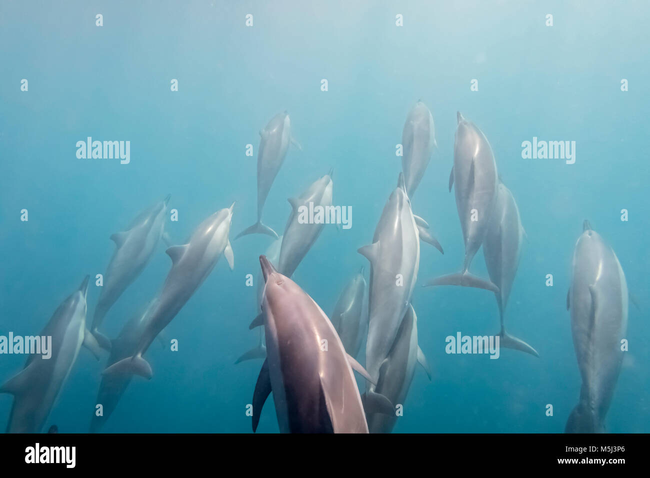 Maurizio, Oceano Indiano, delfini, Tursiops truncatus Foto Stock