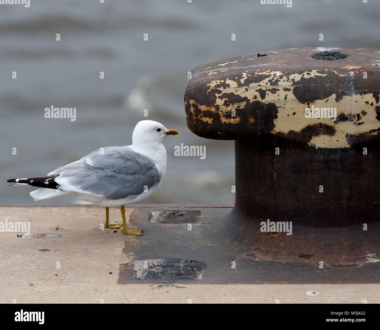 Seagull e rusty bollard, il fuoco selettivo. Foto Stock