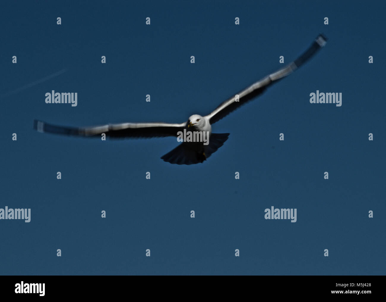 Anello terrestre-fatturati Seagull cercando Baitfish Foto Stock