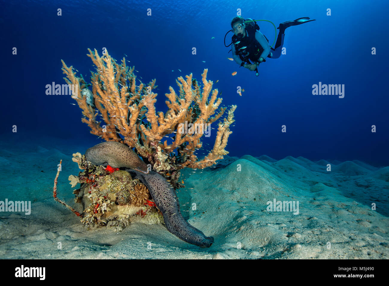 Egitto, Mar Rosso, Hurghada, subacqueo e murena gigante Foto Stock