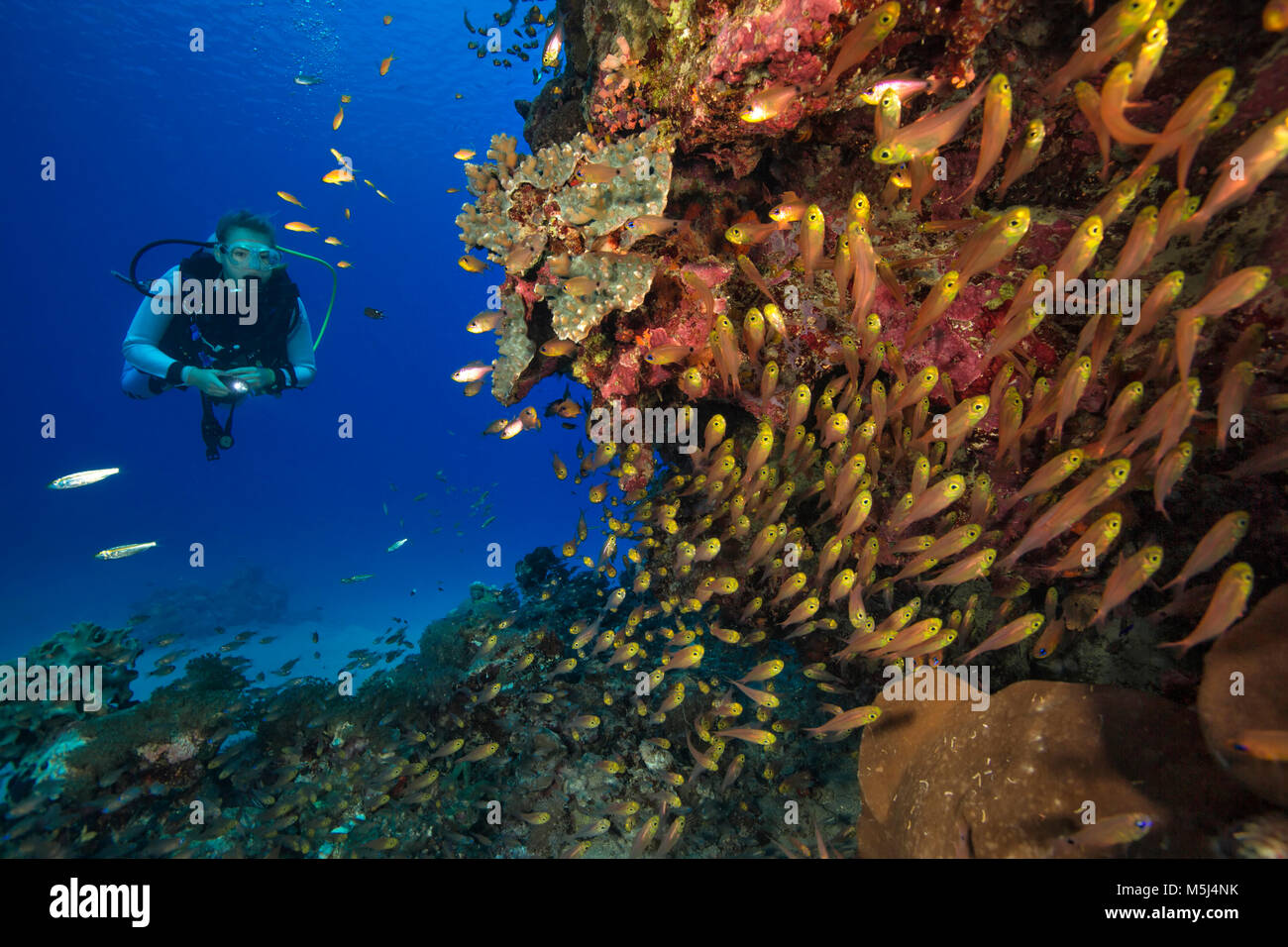 Egitto, Mar Rosso, Hurghada, scuba diver al Coral reef Foto Stock