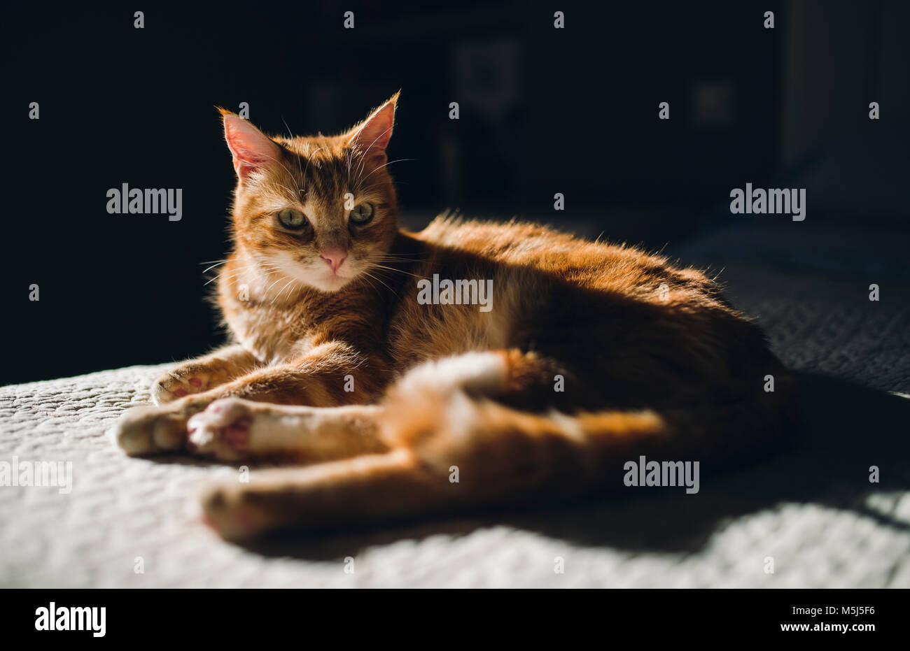 Lo zenzero tabby cat in appoggio su una coperta a casa Foto Stock