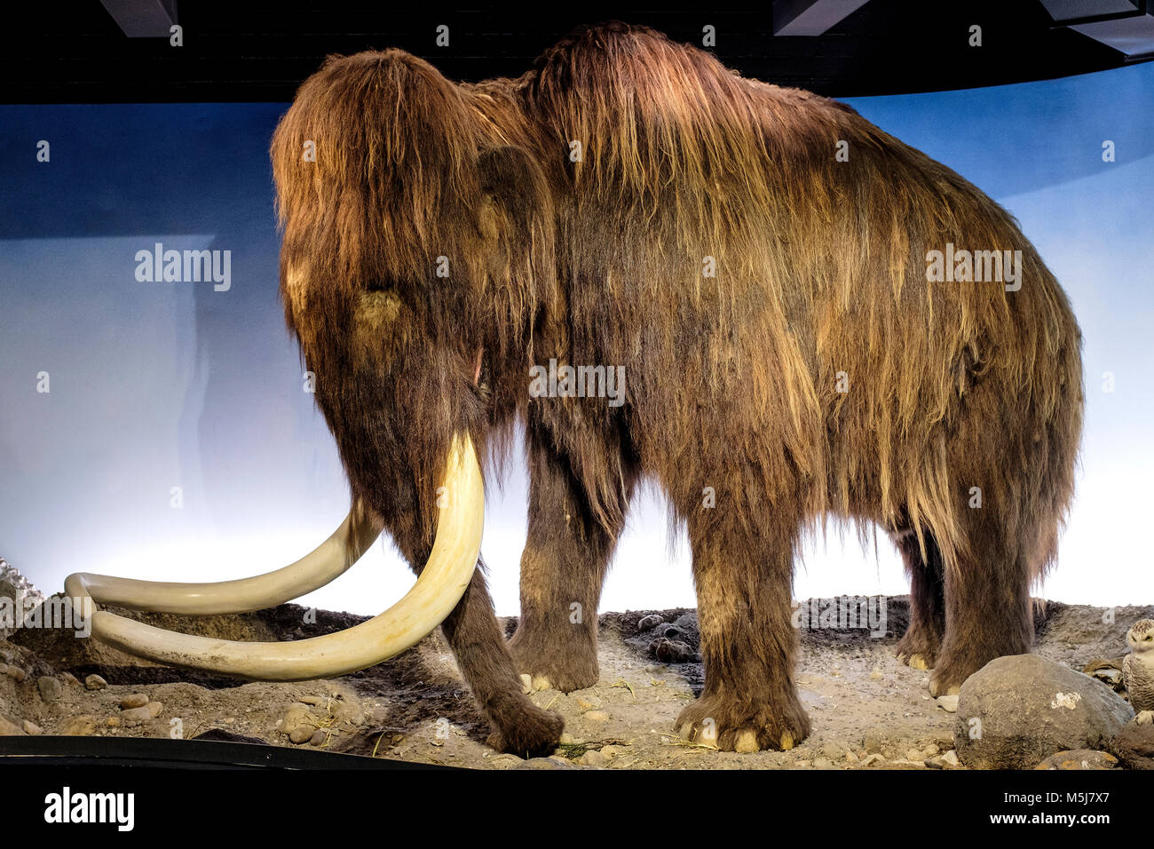Copenaghen, Zelanda regione / Danimarca - 2017/07/26:- il Museo di Storia Naturale - Museo Zoologico - mostra di Mammoth campione Foto Stock