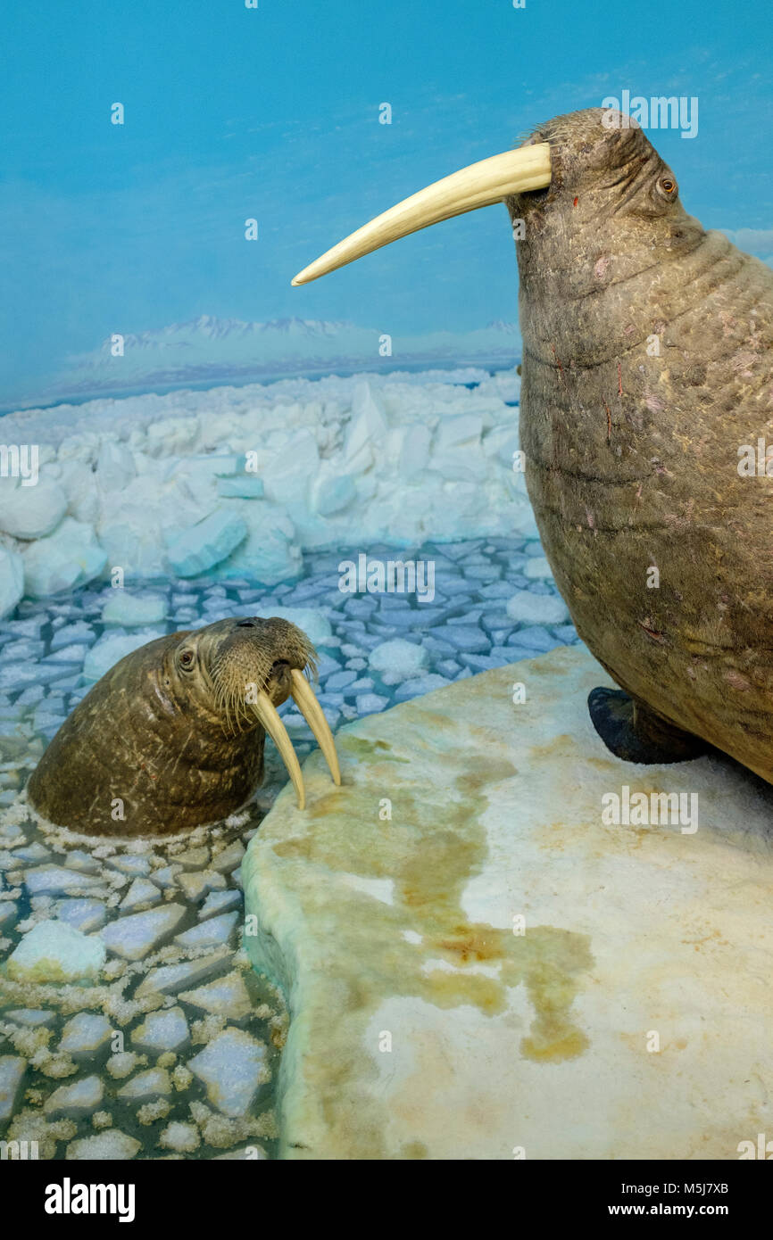 Copenaghen, Zelanda regione / Danimarca - 2017/07/26: il Museo di Storia Naturale - Museo Zoologico - esposizione di campioni di tricheco Foto Stock