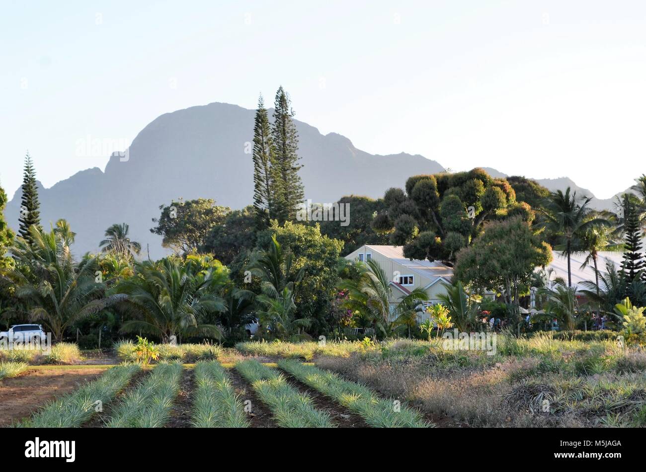 Un campo di ananas in Hawaii con belle montagne alberi e foglie verdi che circondano i giardini. Foto Stock