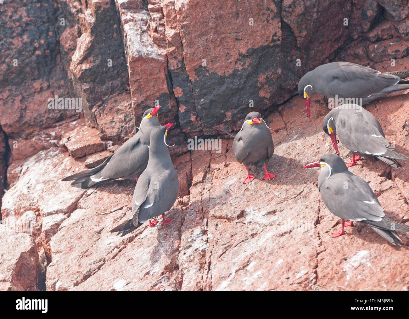 Sterne Inca sulle Isole Ballestas vicino a Paracas Foto Stock