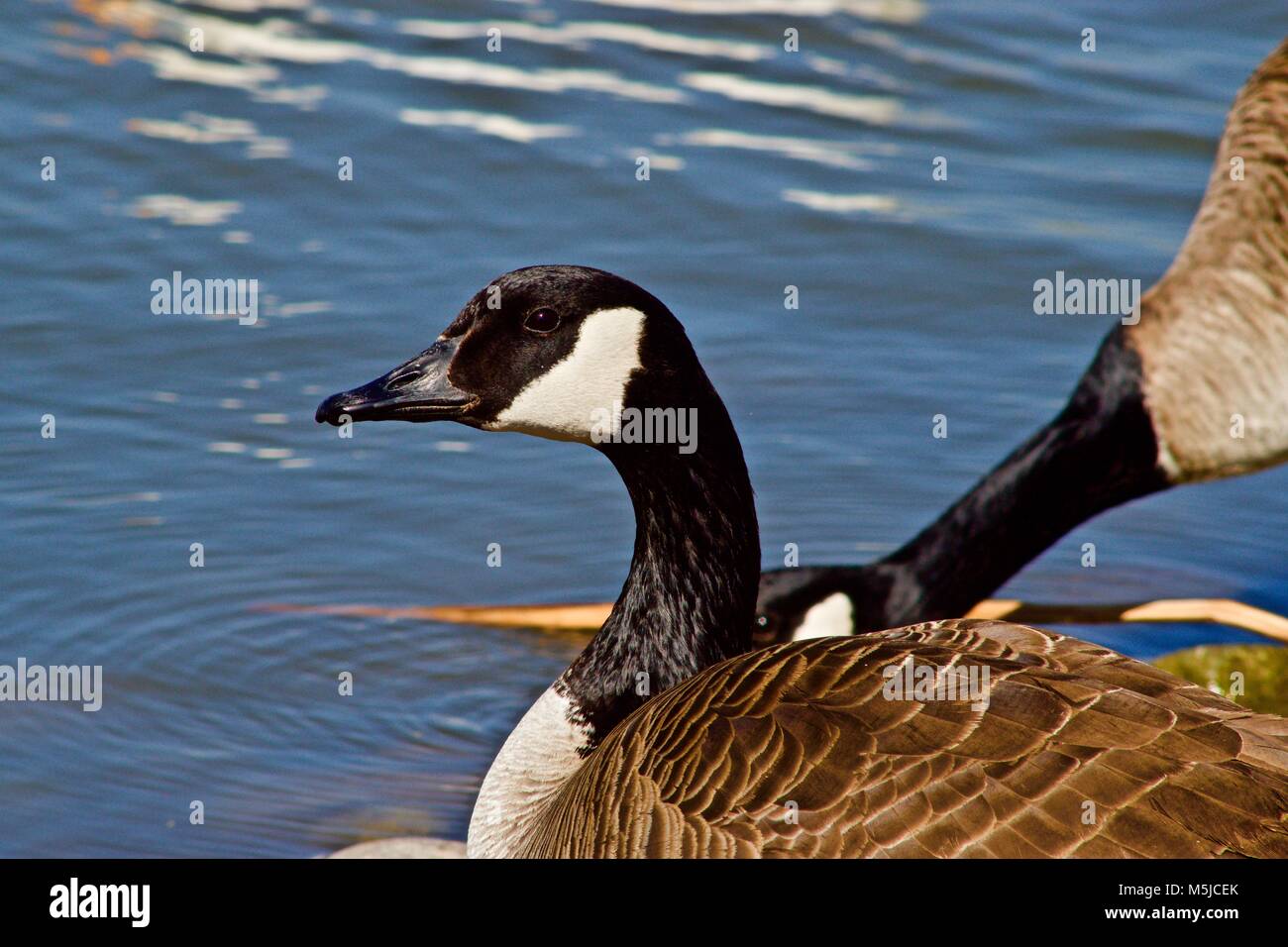 Canada Goose a Lindsey pubblico Parco Lago di pesca, Canyon, Texas Foto Stock