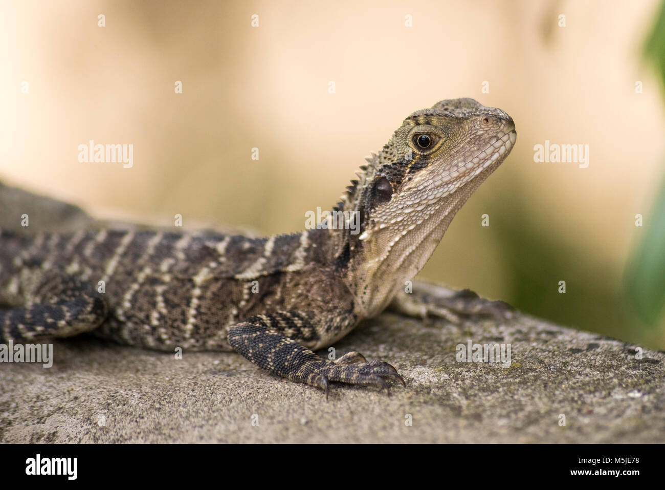 Acqua orientale Dragon Foto Stock