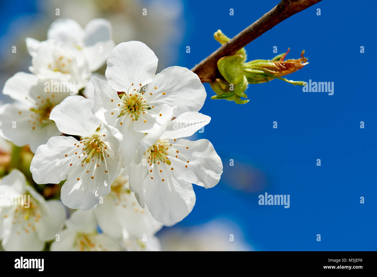 Kirschblüten Foto Stock