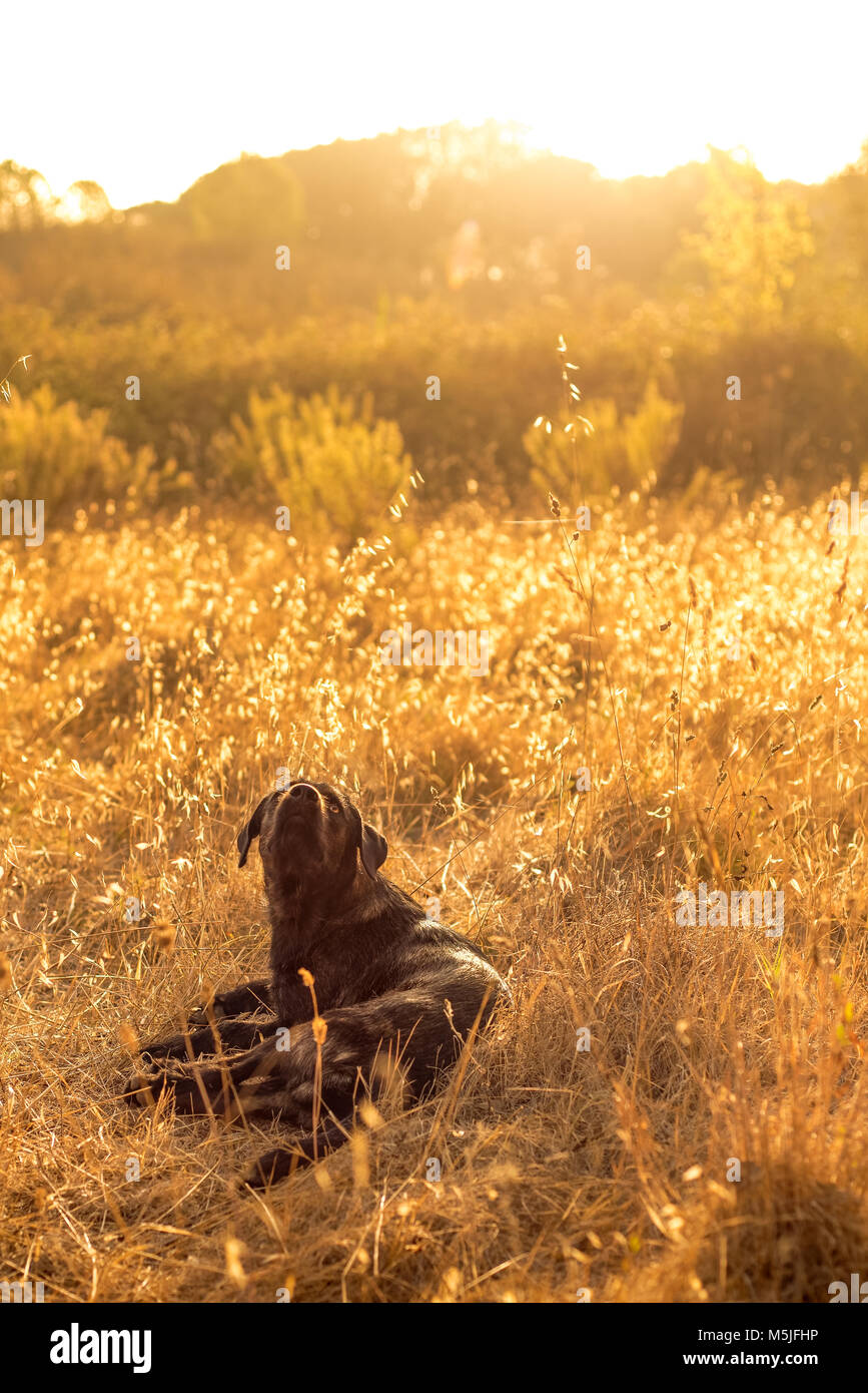 Dog sitter in erba lunga e giorno sognando di Sunrise Foto Stock