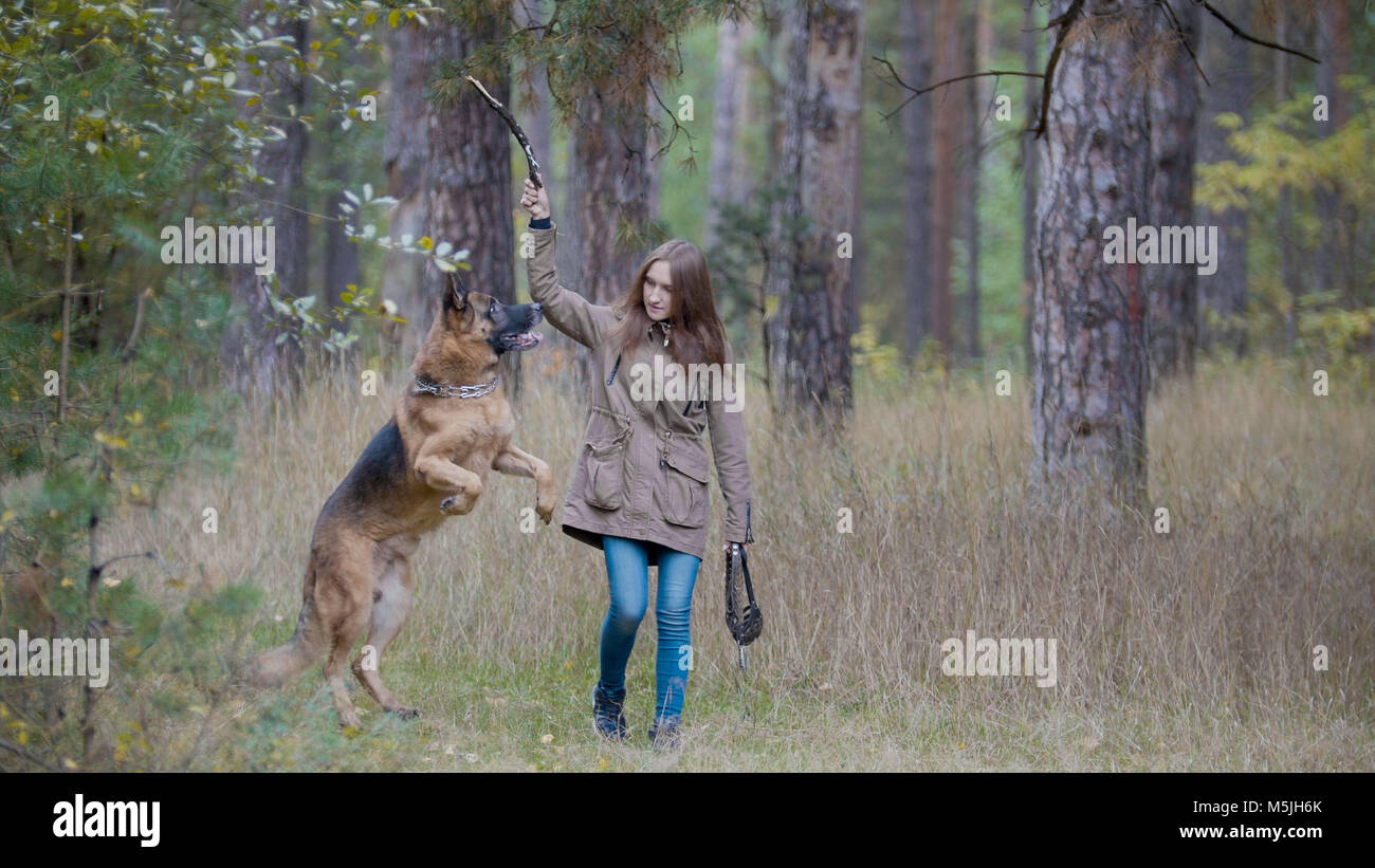 Giovane bella femmina modello giocando con il suo animale domestico - pastore tedesco - a piedi su una foresta di autunno - ragazza getta il cane un bastone Foto Stock