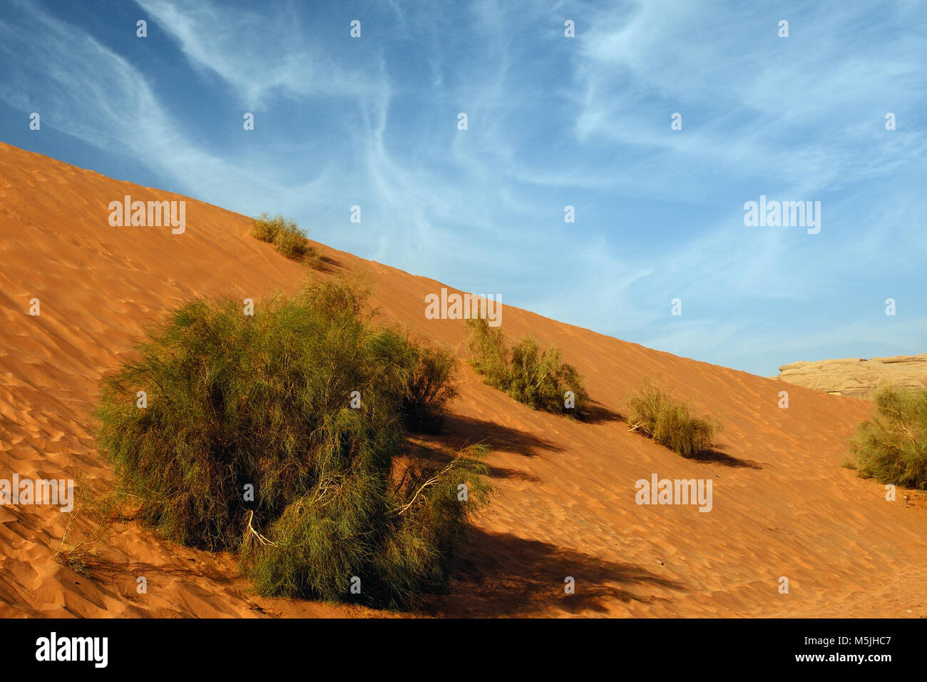 Un albero di saksaul è in crescita su un pendio di sabbia nel Wadi Rum desert, Giordania Foto Stock