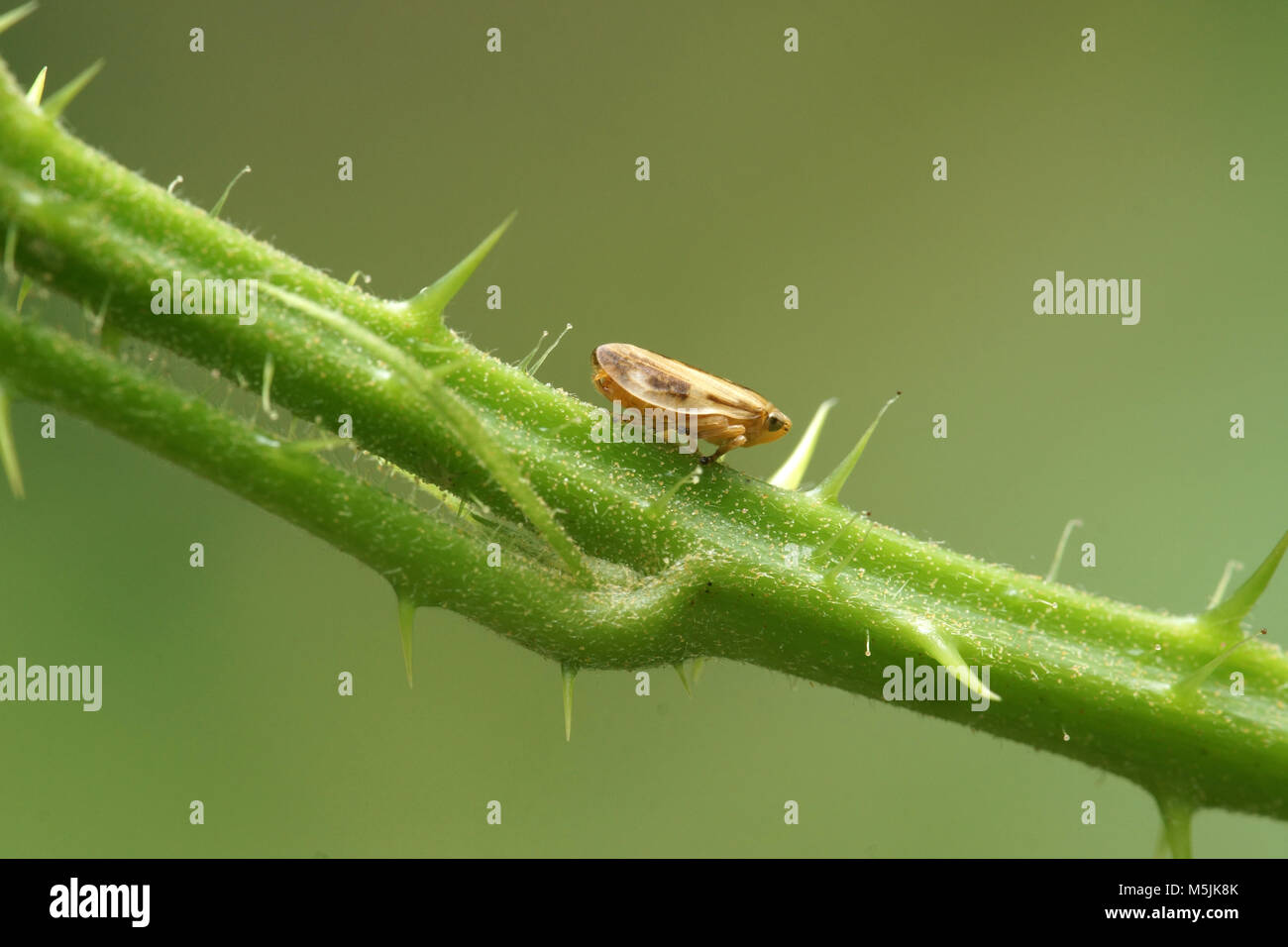 Comune (Froghopper Philaenus spumarius) Foto Stock