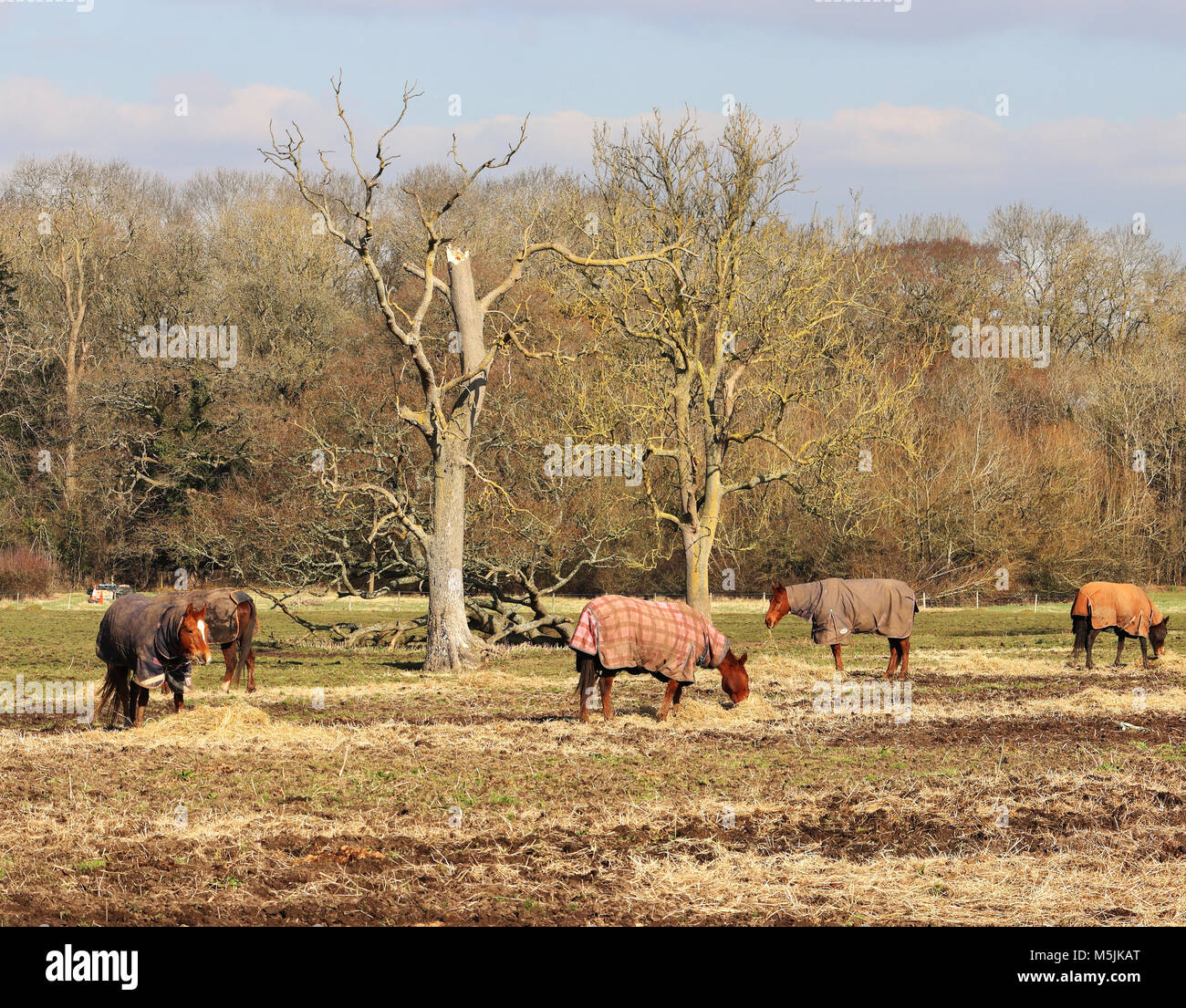 Inglese paesaggio rurale in inverno con i cavalli pascolano in fieno in un campo Foto Stock