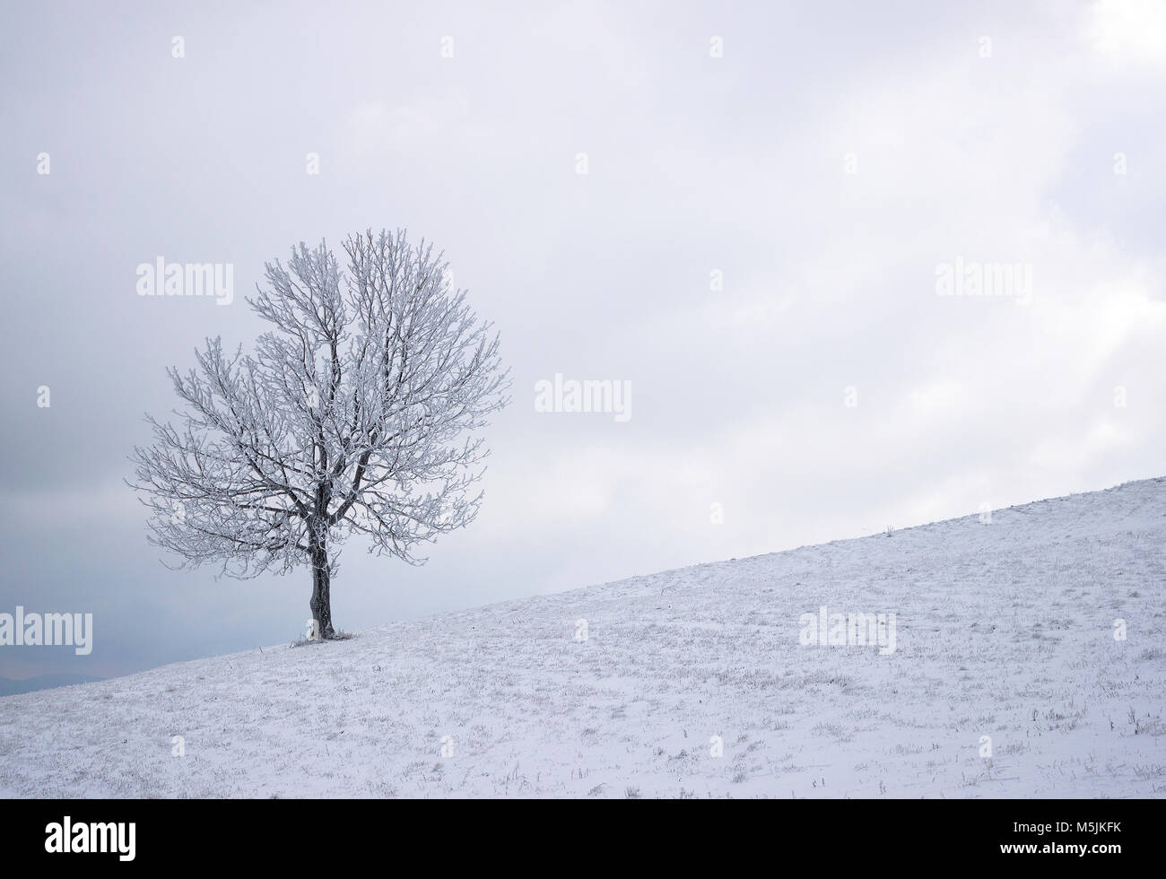 Albero solitario sulla collina in inverno Foto Stock