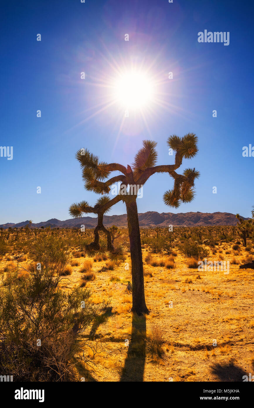 Joshua Tree fotografati contro il sole Foto Stock