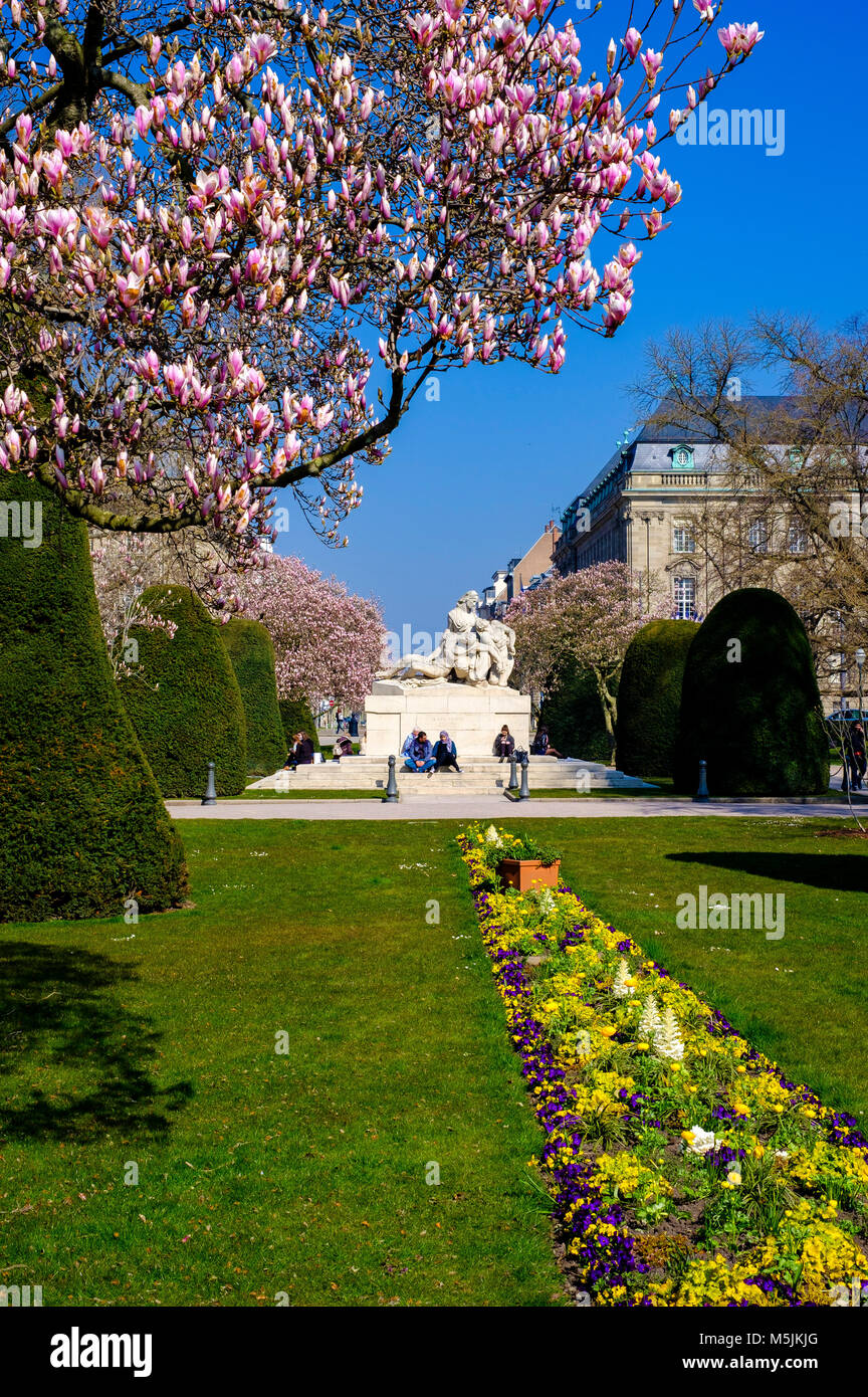 La fioritura degli alberi di magnolia, War Memorial, Place de la République square, quartiere Neustadt, Strasburgo, Alsazia, Francia, Europa Foto Stock