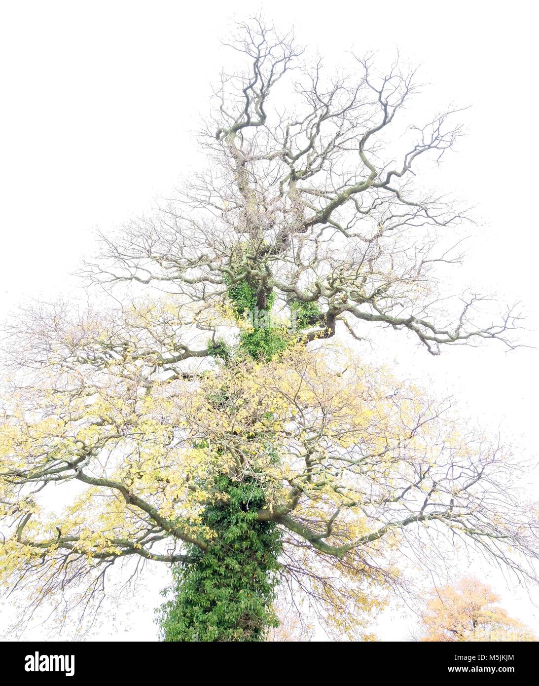 In autunno gli alberi isolati nella nebbia. Foto Stock