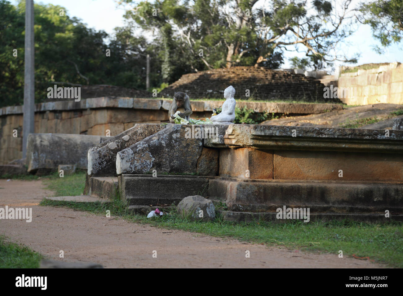 Mihintale Nord provincia centrale dello Sri Lanka Toque Macaque monkey mangiare Flower offerte dalla statua di Budda Foto Stock