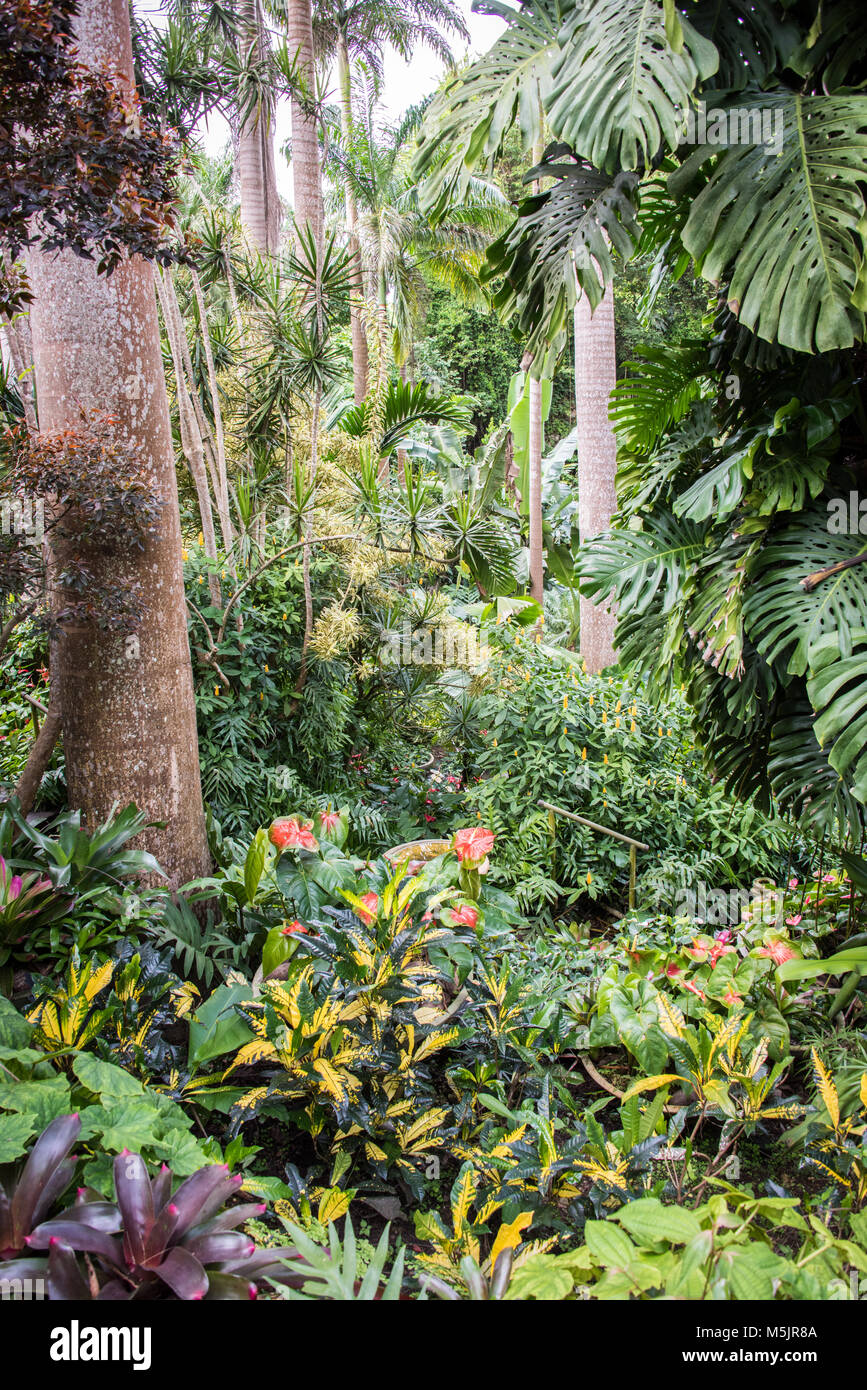 Foresta di fiori, Barbados, Caraibi Foto Stock