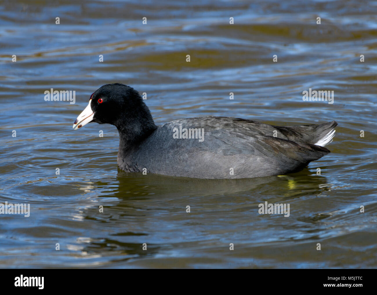 American folaga - Fulica americana - o fango Hen nuotare in un lago. Profilo completo con le informazioni dettagliate sulle piume e vivace, occhi rossi Foto Stock