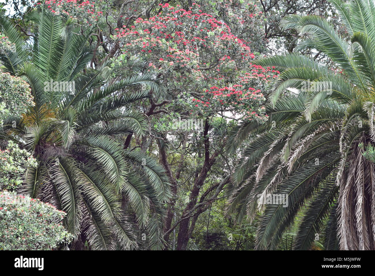 La crescita densa di Nuova Zelanda pohutukawas nativo e importati da alberi di palma. Foto Stock