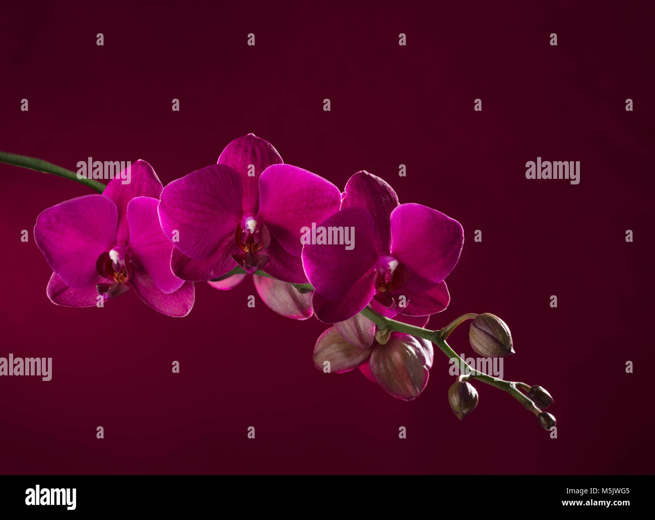 Rosa scuro orchid su sfondo vinosa Foto Stock