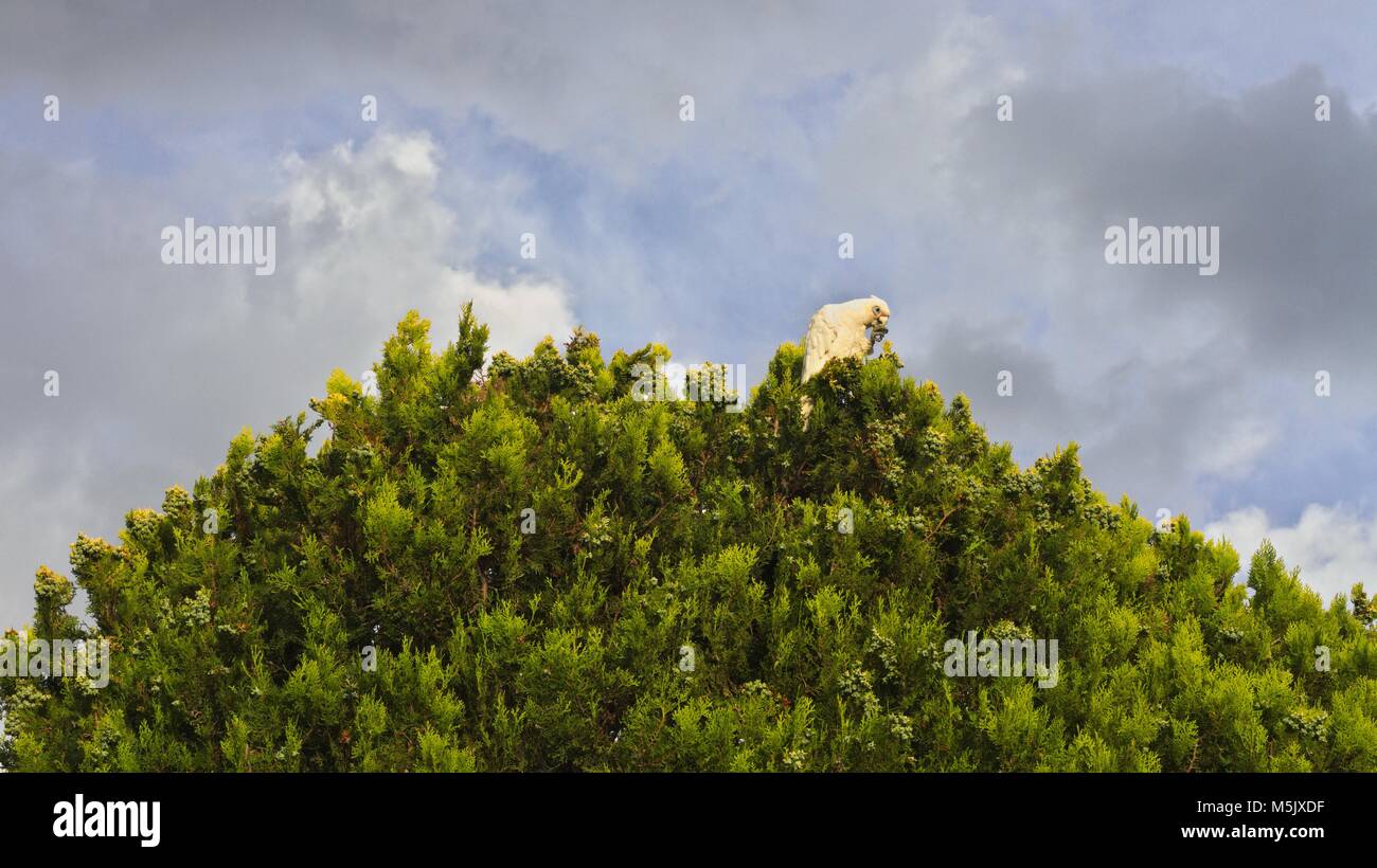 Poco Corella, un pappagallo australiano, alimentazione sulla cima di un albero, contro un cielo nuvoloso. Foto Stock
