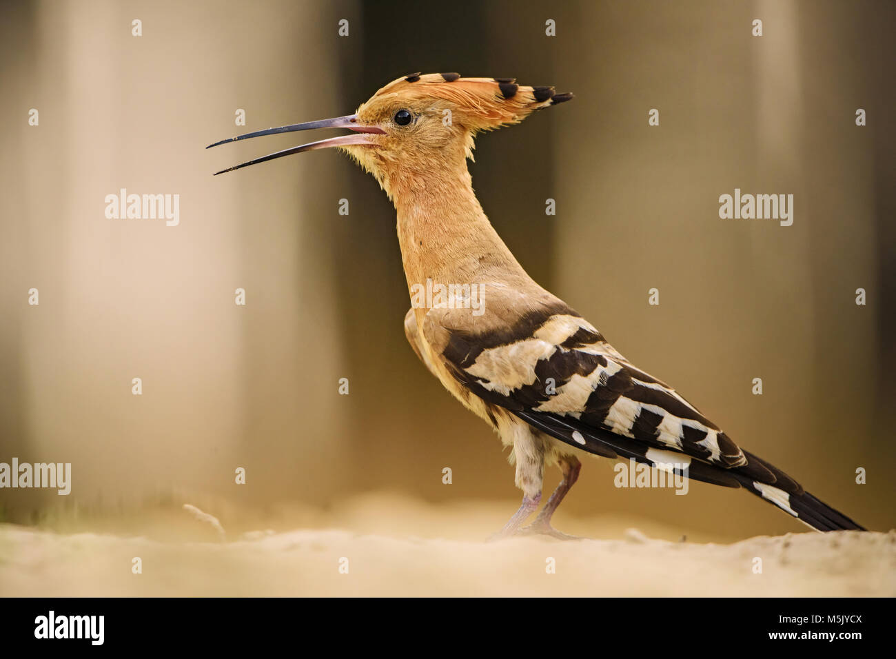 Eurasian Upupa - Upupa epops, bellissimo uccello arancione dalla foresta europea. Foto Stock