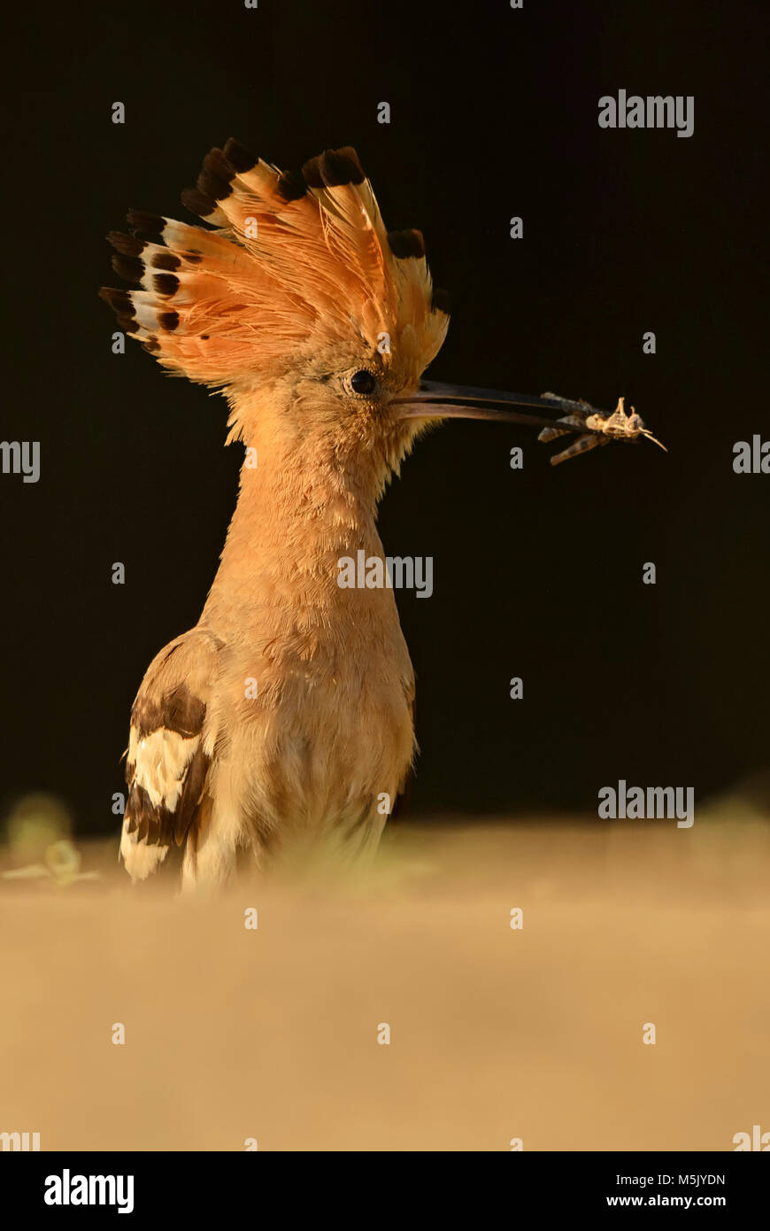 Eurasian Upupa - Upupa epops, bellissimo uccello arancione dalla foresta europea. Foto Stock