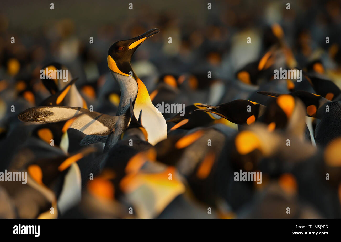 Re pinguini visualizzando il comportamento aggressivo verso un altro pinguino reale durante la stagione di accoppiamento, Isole Falkland. Foto Stock