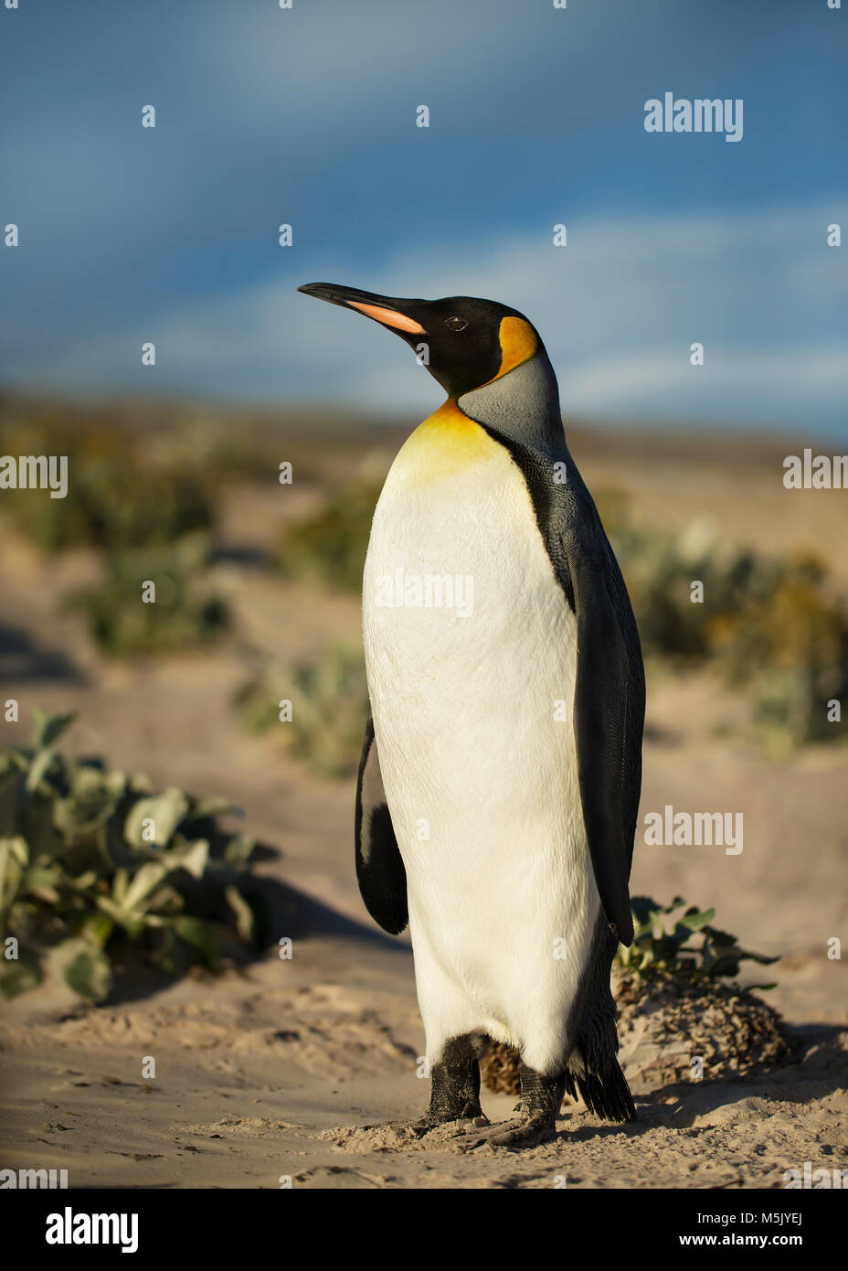 Close up di un pinguino reale su di una spiaggia di sabbia, estate nelle isole Falkland. Foto Stock