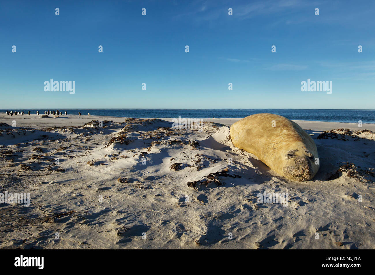 Close up di un elefante marino del sud di dormire su una spiaggia di sabbia in isole Falkland. Foto Stock