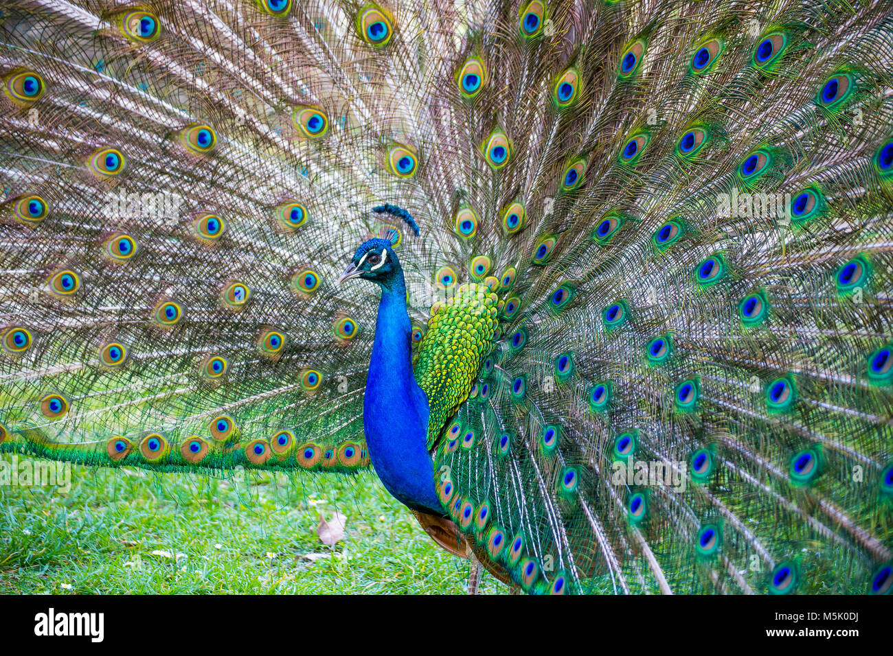 Un bellissimo pavone maschio con espansione di piume Foto Stock