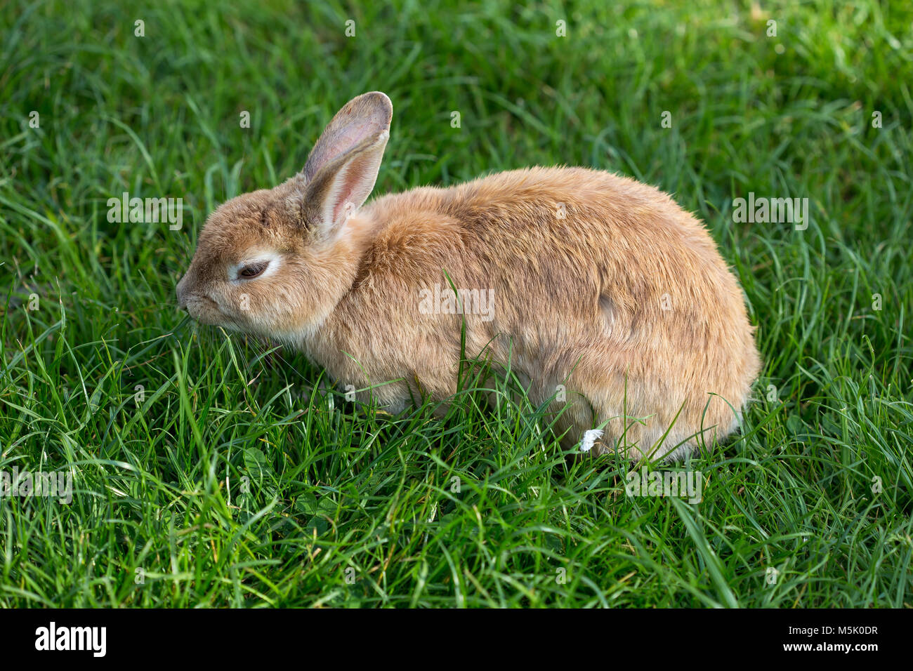 Ritratto di coniglio in uno sfondo verde di un prato Foto Stock