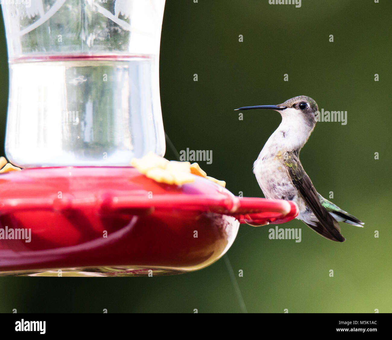 Bella Ruby-Throated Hummingbird seduto su alimentatore Foto Stock