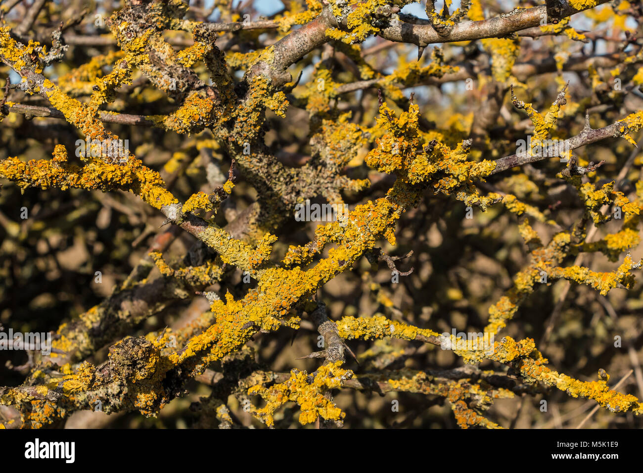 Oro giallo e licheni che coprono il biancospino ramoscelli sotto il sole Foto Stock