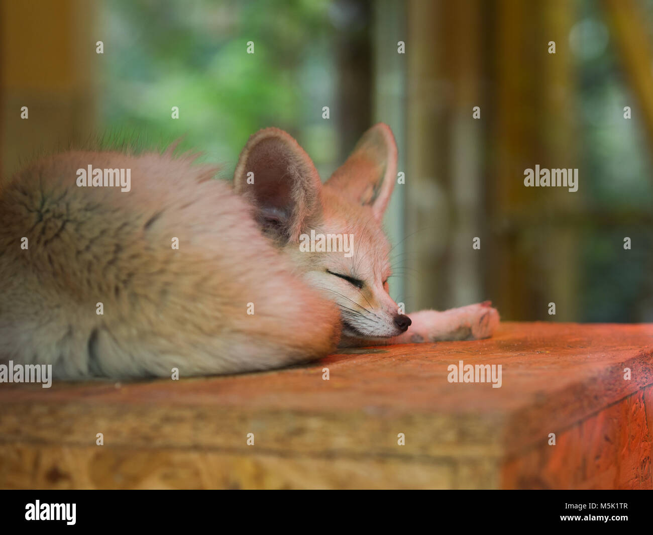 Ritratto di carino fennec allo zoo sleeping Foto Stock