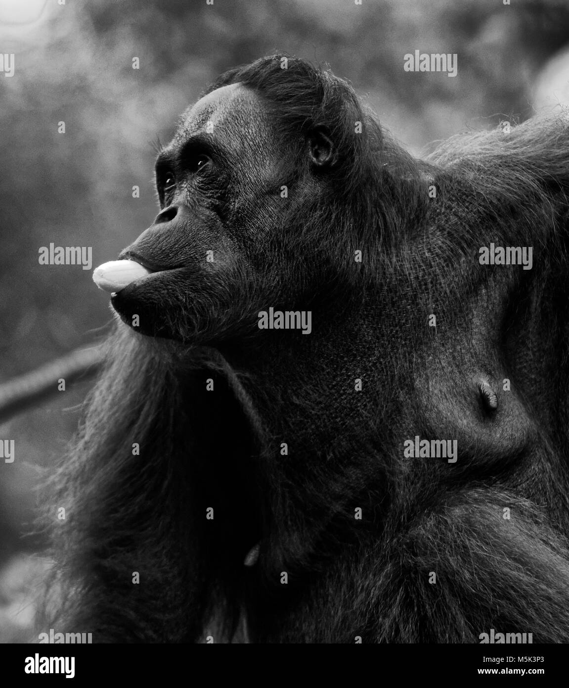Orangutan in Natura Semenggoh Riserva, Kuching, Sarawak, Malaysia Foto Stock