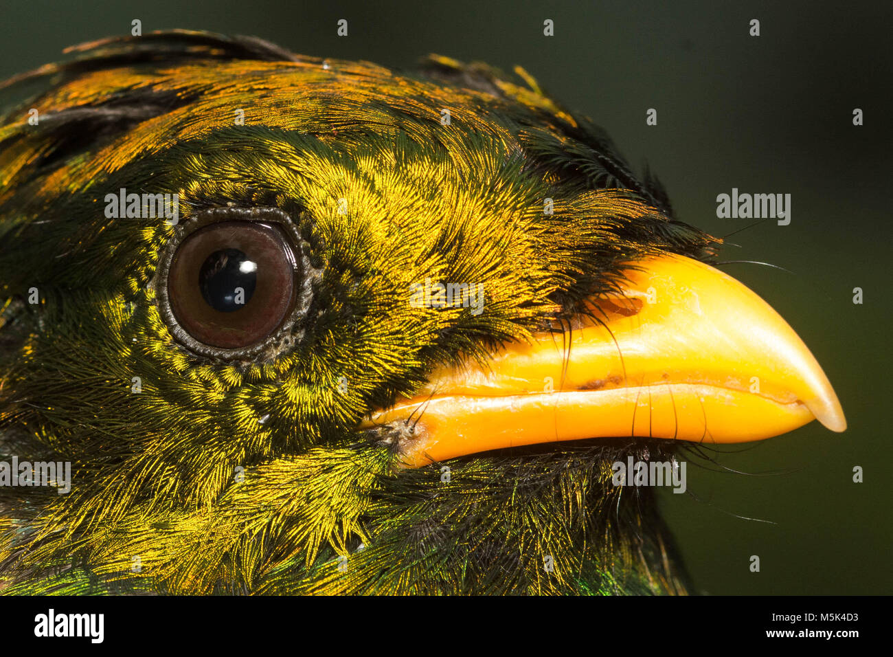 Una testa gialla quetzal dal cloud foreste del sud Ecuador. Foto Stock