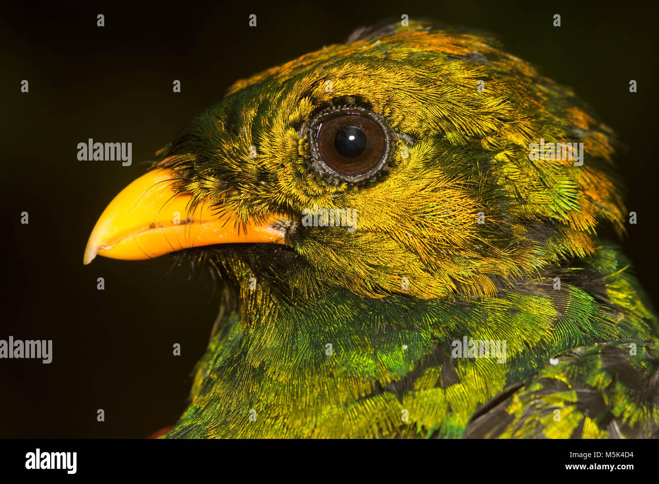 Una testa gialla quetzal dal cloud foreste del sud Ecuador. Foto Stock