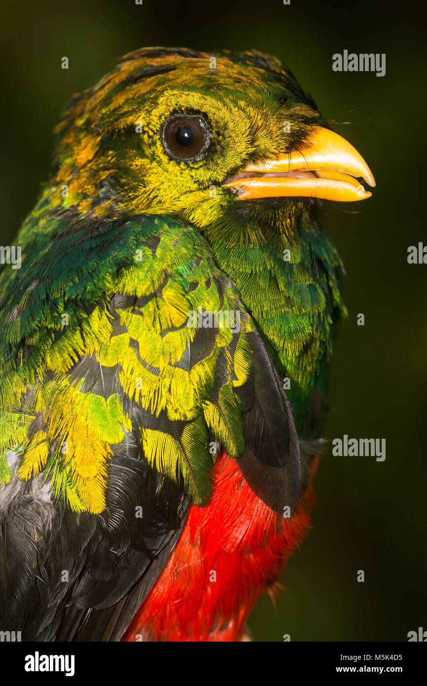 Una testa gialla quetzal dal cloud foreste del sud Ecuador. Foto Stock