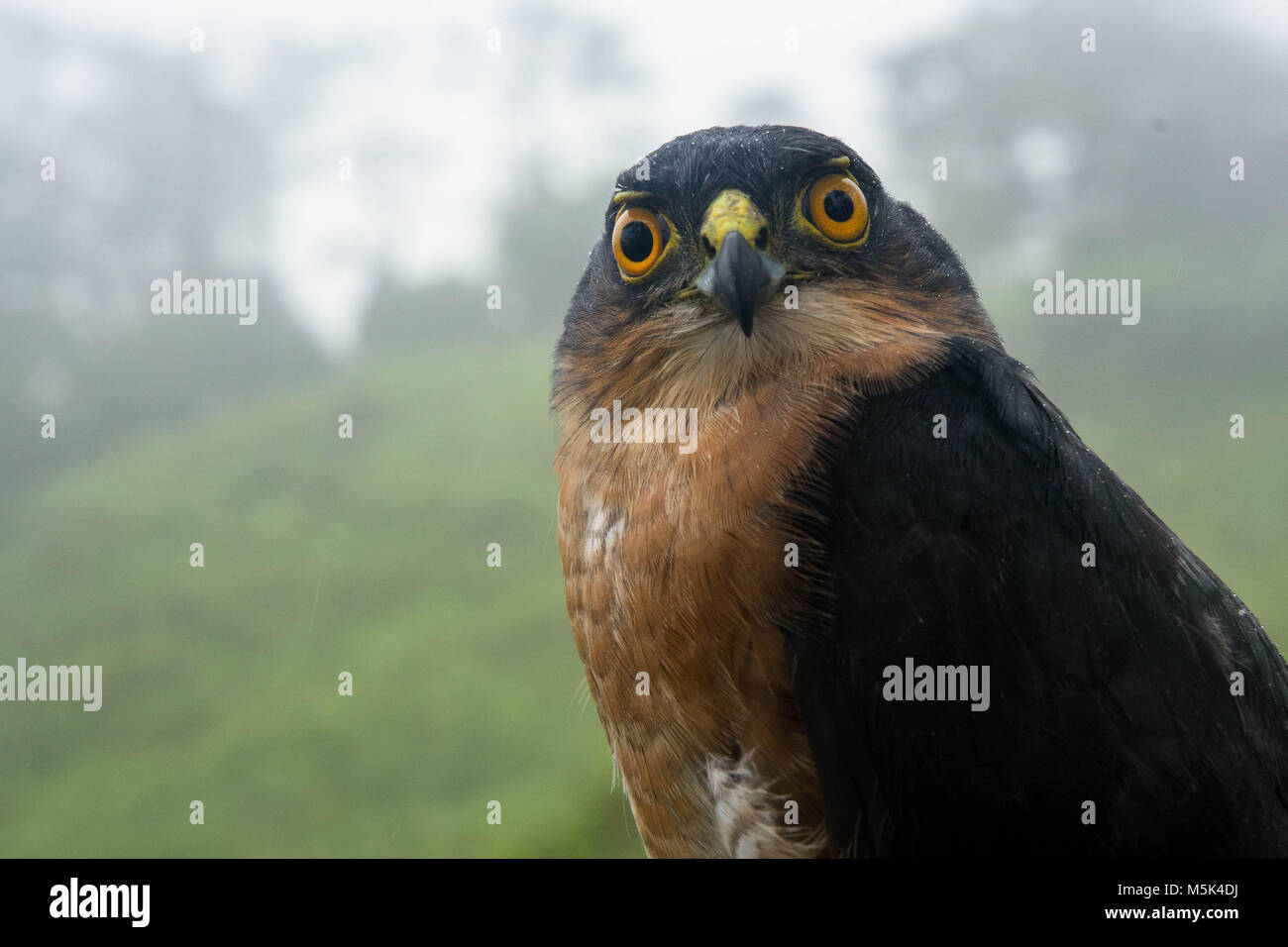 Un piccolo falco (Accipiter superciliosus) è uno dei più piccoli hawk specie ma nonostante ciò è un predatore feroce che prede su altri uccelli. Foto Stock