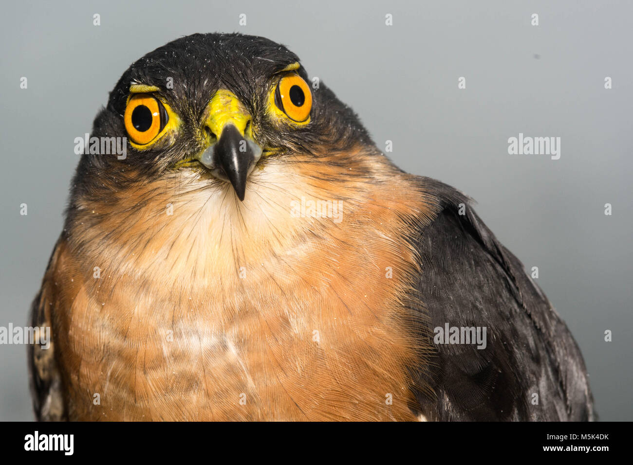 Un piccolo falco (Accipiter superciliosus) è uno dei più piccoli hawk specie ma nonostante ciò è un predatore feroce che prede su altri uccelli. Foto Stock