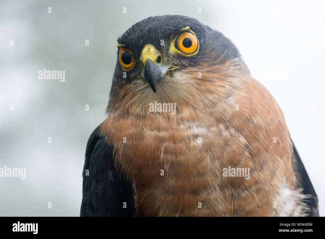 Un piccolo falco (Accipiter superciliosus) è uno dei più piccoli hawk specie ma nonostante ciò è un predatore feroce che prede su altri uccelli. Foto Stock