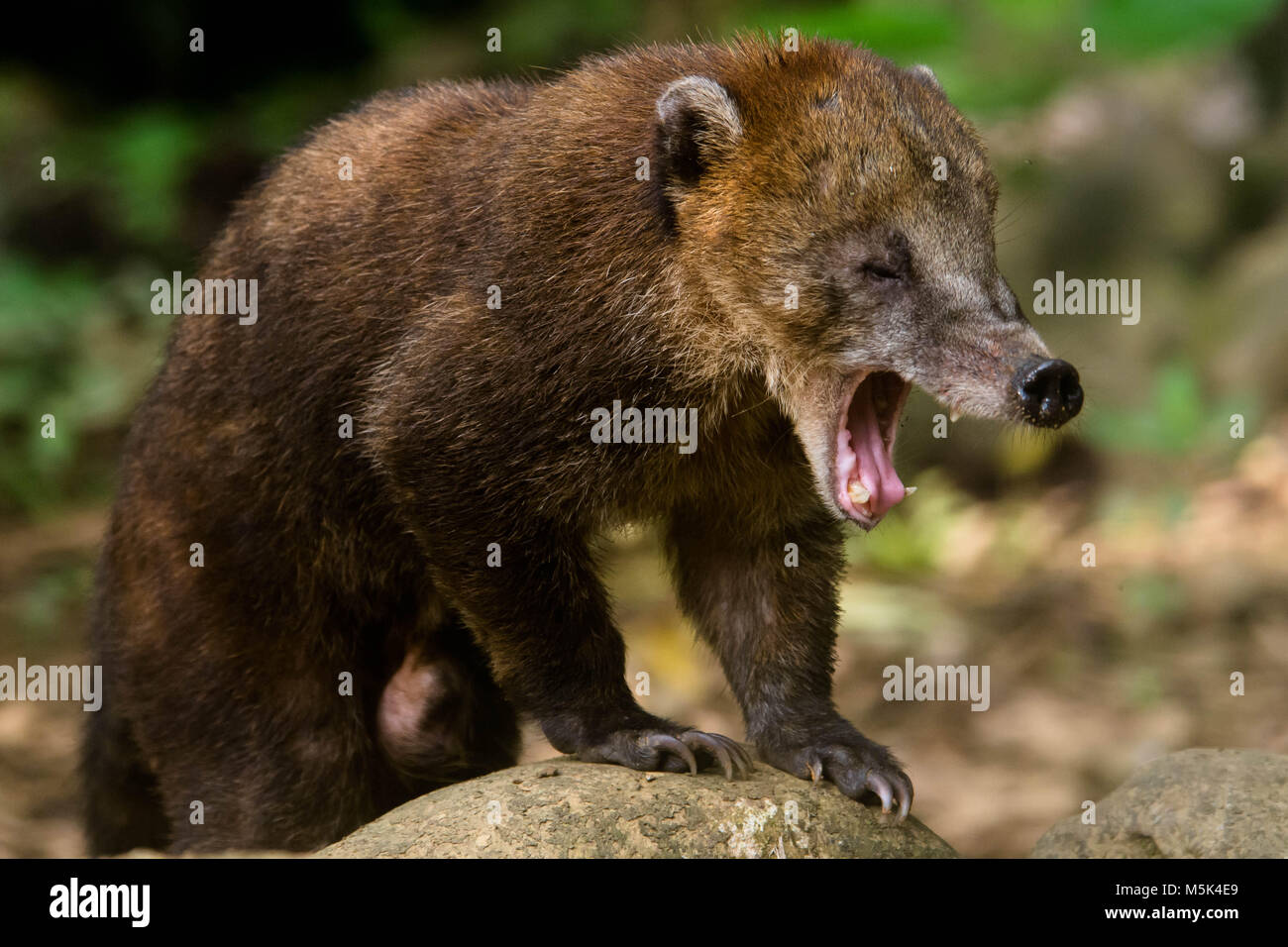 Un vecchio coati maschio (Nasua nasua) sembra temibile mentre egli sbadigli. Foto Stock