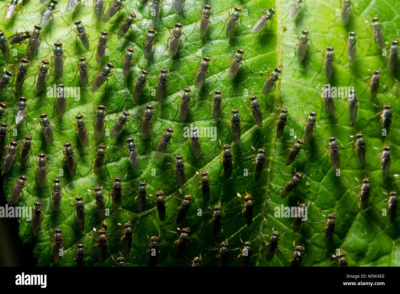 Un stranamente organizzato sciami di mosche seduto su una foglia. Foto Stock