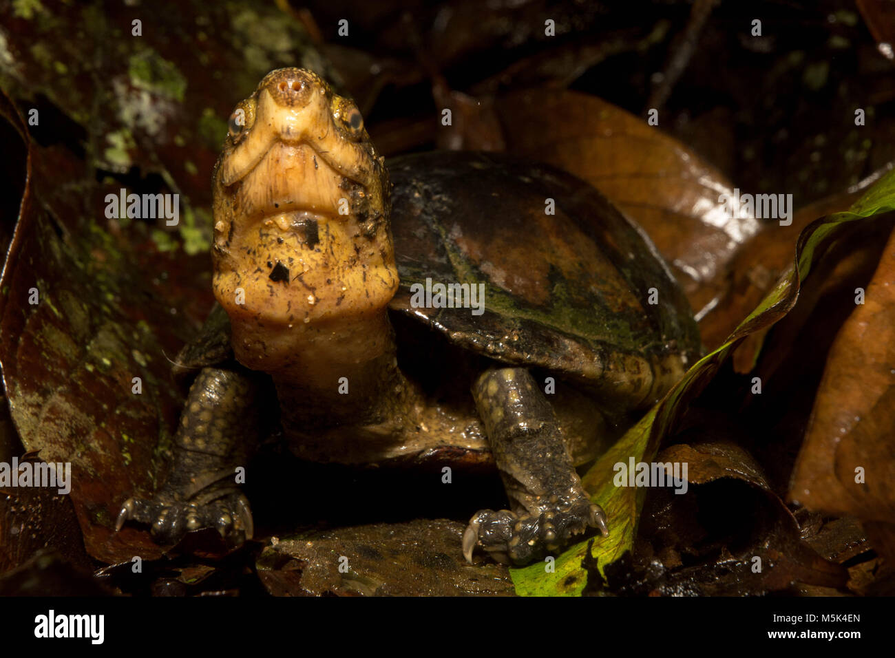 Un bianco di fango a labbro turtle dal sud Ecuador. Questo individuo è dal noto più meridionale la popolazione di questa specie. Foto Stock