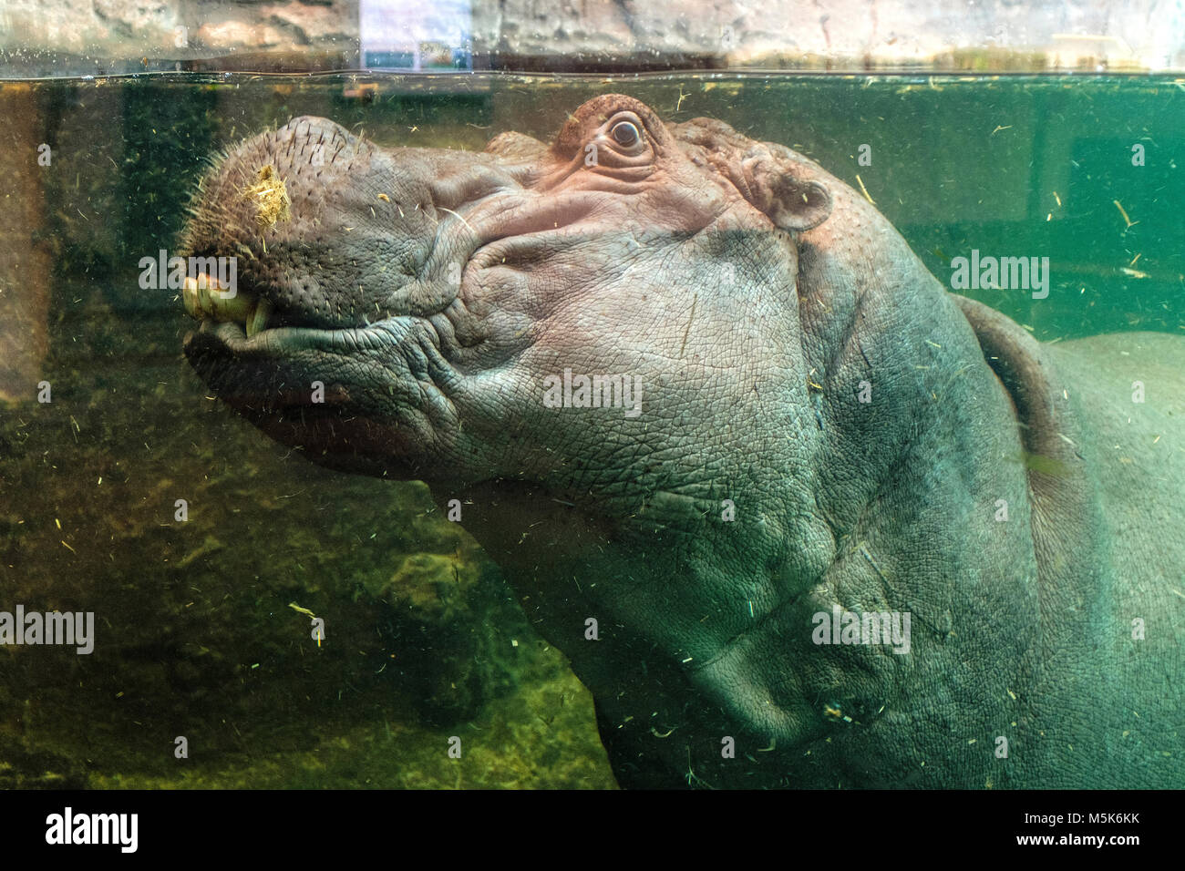 Unico ippopotamo nuotare in un giardino zoologico terrarium Foto Stock